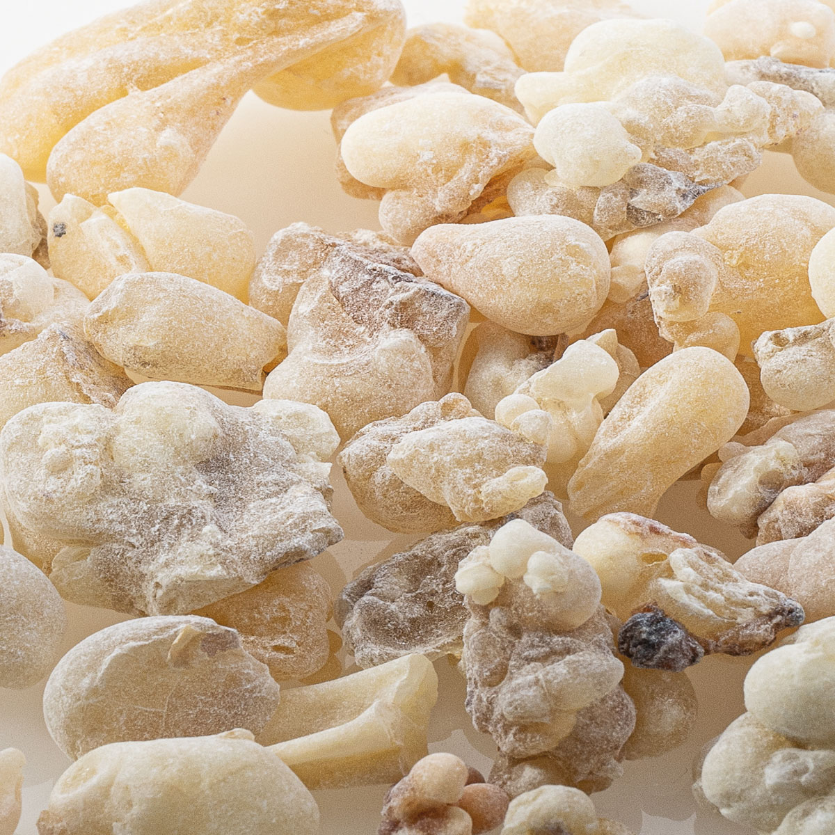 Weihrauch OMAN  Bone White Hojari