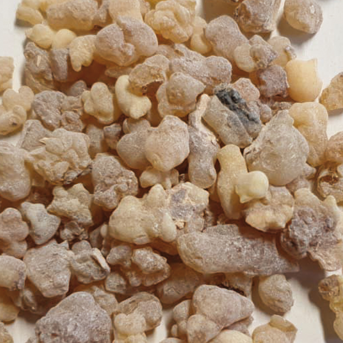 WR55 " Lagrima Grande"