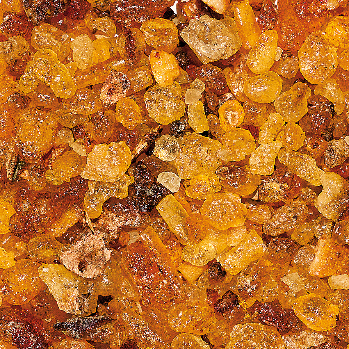 WR21M "Caspar", Muster 10 gr.