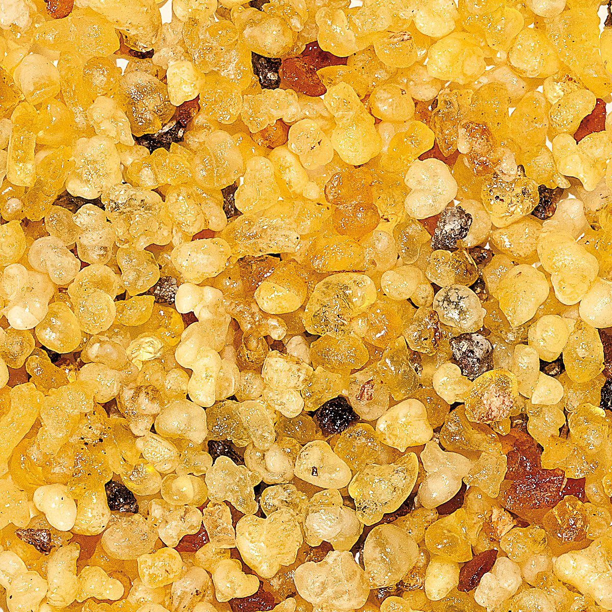 WR34M "Benediktus", Muster 10 gr.